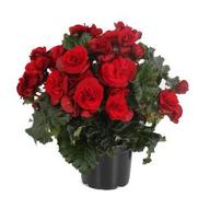 Begonia hybrid 'Solenia Velvet Red' Begonia hybrid 'Solenia Velvet Red'