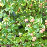 Cotoneaster dammeri 'Coral Beauty' Cotoneaster dammeri 'Coral Beauty'
