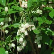 Enkianthus campanulatus Enkianthus campanulatus