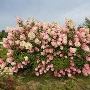 Hydrangea paniculata 'Berry White'