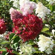 Hydrangea paniculata 'Diamond Rouge' Hydrangea paniculata 'Diamond Rouge'