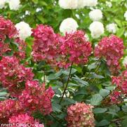 Hydrangea paniculata 'Fire Light Tree Form' Hydrangea paniculata 'Fire Light Tree Form'