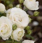 Rosa 'Snowdrift' Rosa 'Snowdrift'