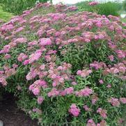 Spiraea bumalda 'Neon Flash' Spiraea bumalda 'Neon Flash'