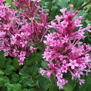Syringa x. 'Bloomerang Dwarf Pink' Syringa x. 'Bloomerang Dwarf Pink'