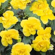 Begonia x tuberhybrida 'Nonstop Joy Yellow'