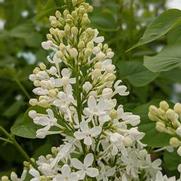 Syringa x. 'Betsy Ross' Syringa x. 'Betsy Ross'