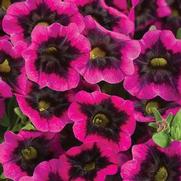 Calibrachoa hybrid 'Blackcurrant Punch' Calibrachoa hybrid 'Blackcurrant Punch'