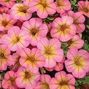 Calibrachoa hybrid 'Honeyberry' Calibrachoa hybrid 'Honeyberry'