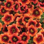 Calibrachoa hybrid 'Tangerine Punch' Calibrachoa hybrid 'Tangerine Punch'