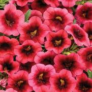 Calibrachoa hybrid 'Watermelon Punch' Calibrachoa hybrid 'Watermelon Punch'