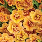 Calibrachoa hybrid 'Double Amber' Calibrachoa hybrid 'Double Amber'