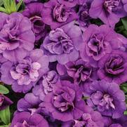 Calibrachoa hybrid 'Double Blue' Calibrachoa hybrid 'Double Blue'