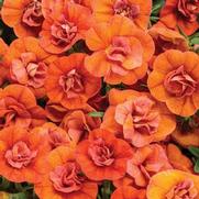 Calibrachoa hybrid 'Double Orange' Calibrachoa hybrid 'Double Orange'