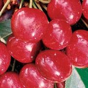 Prunus avium 'Sweetheart' Prunus avium 'Sweetheart'