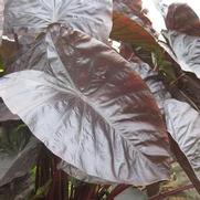 Colocasia esculenta 'Black Coral' Colocasia esculenta 'Black Coral'