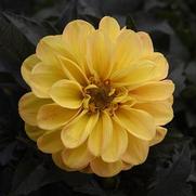 Dahlia 'City Lights Golden Yellow'