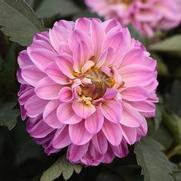 Dahlia hybrid 'City Lights Lavender Pink'