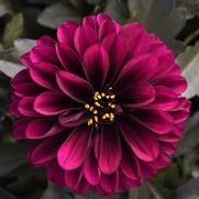 Dahlia hybrid 'City Lights Purple'