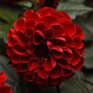 Dahlia hybrid 'City Lights Red'