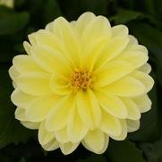 Dahlia hybrid 'Vicky' Dahlia hybrid 'Vicky'