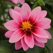 Dahlia hybrid 'Pink Rose Eye'