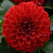 Dahlia hybrid 'Vampire' Dahlia hybrid 'Vampire'