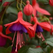 Fuchsia hybrid 'Bellinto Compact Red and Violet' Fuchsia hybrid 'Bellinto Compact Red and Violet'