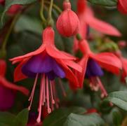 Fuchsia hybrid 'Bellinto Compact Red and Violet'