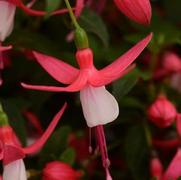 Fuchsia hybrid 'Bellinto Compact Red and White' Fuchsia hybrid 'Bellinto Compact Red and White'