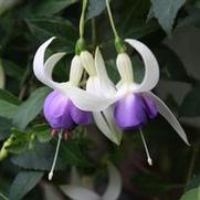 Fuchsia hybrid 'Delta's Sarah' Fuchsia hybrid 'Delta's Sarah'