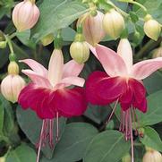Fuchsia hybrid 'Paula Jane' Fuchsia hybrid 'Paula Jane'