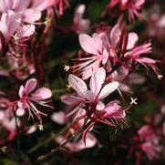 Gaura lindheimeri 'Belleza Light Pink'