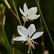 Gaura lindheimeri 'Belleza White' Gaura lindheimeri 'Belleza White'