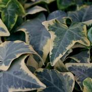 Hedera helix 'Goldchild' Hedera helix 'Goldchild'