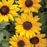 Helianthus hybrid 'Suncredible' Helianthus hybrid 'Suncredible'
