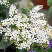 Heliotropium arborescens 'Marino White' Heliotropium arborescens 'Marino White'
