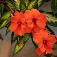 Impatiens hybrid 'Vigorous Tropical Orange' Impatiens hybrid 'Vigorous Tropical Orange'