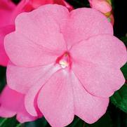 Impatiens hawkeri 'Sonic Bright Pink'