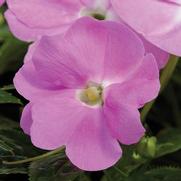 Impatiens hawkeri 'Sonic Light Lavender' Impatiens hawkeri 'Sonic Light Lavender'
