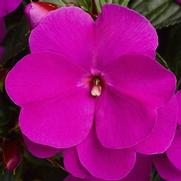 Impatiens hawkeri 'Sonic Lilac' Impatiens hawkeri 'Sonic Lilac'