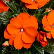 Impatiens hawkeri 'Sonic Orange'