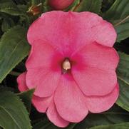 Impatiens hawkeri 'Sonic Pink'