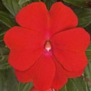 Impatiens hawkeri 'Sonic Deep Red'