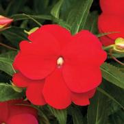 Impatiens hawkeri 'Sonic Red' Impatiens hawkeri 'Sonic Red'