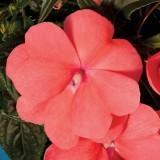 Impatiens hawkeri 'Sonic Salmon'