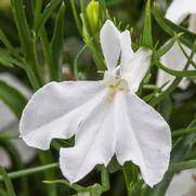 Lobelia erinus 'Techno White Improved'