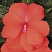 Impatiens hawkeri 'Sonic Deep Salmon' Impatiens hawkeri 'Sonic Deep Salmon'