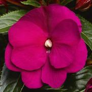 Impatiens hawkeri 'Sonic Deep Purple' Impatiens hawkeri 'Sonic Deep Purple'