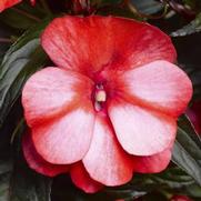 Impatiens hawkeri 'Sonic Sweet Red'